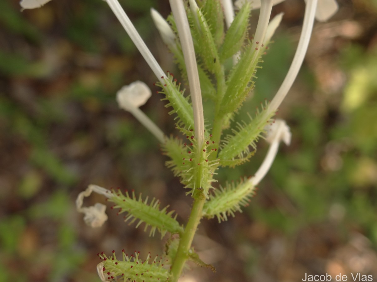 Plumbago zeylanica L.